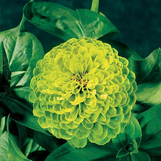 Park Seed Zinnia Flower Planting Seeds, Easy to Grow, Perfect for Spring Garden, Envy, Pack of 50