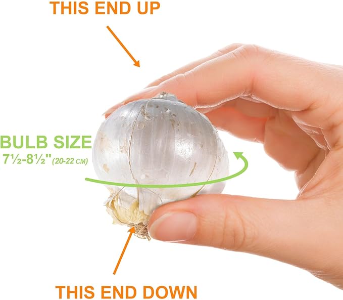 Garden State Bulb Globemaster Giant Allium Flower Bulbs, 20/22cm, Fall Planting (Bag of 30)