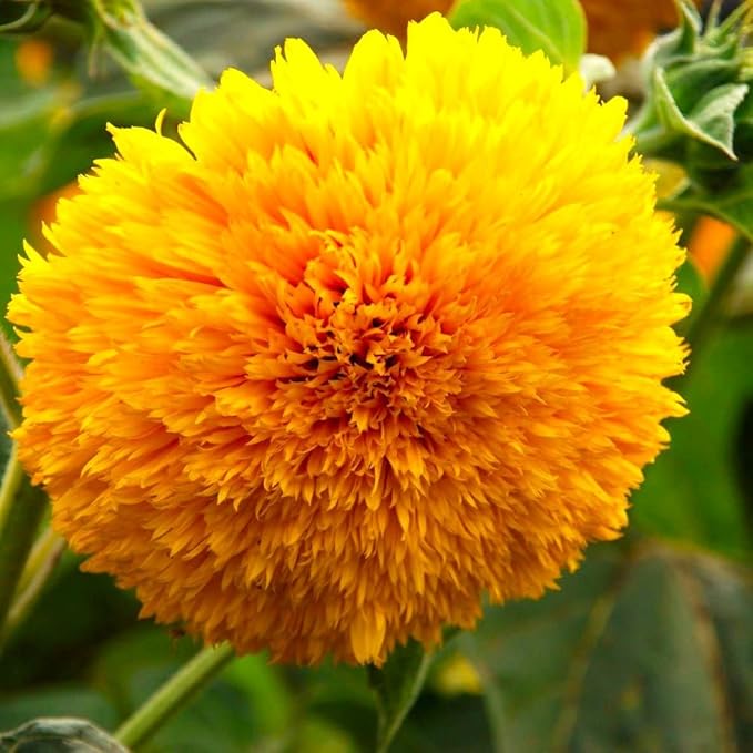 Seeds Fluffy Sunflower Teddy Bear 20 Seeds for Growing Dwarf 20-30” Tall Annual Plant Double Sunflower Pom-Pom Sunflower