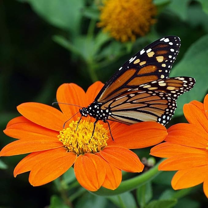 Mexican Sunflower Seeds - Attracts Bees and Butterflies
