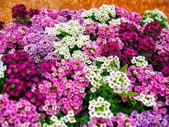 Seeds Sweet Alyssum Seed Mix 800+ Seeds for Planting Carpet Flower Annual Plant Non-GMO Lobularia Maritima