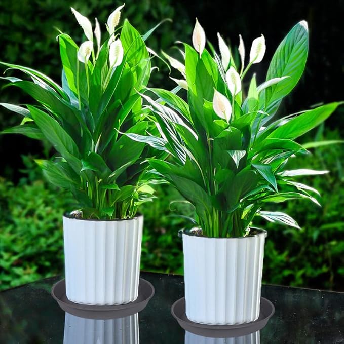 6 Pack Planter Saucer Tray Gray, 4 6 8 10 12 13 15 17 19 inch Pot Saucers, Heavy Duty Plastic Plant Saucers for Indoors, Plant Drip Tray, Plant Trays for pots Planter (6 inch, Cement)