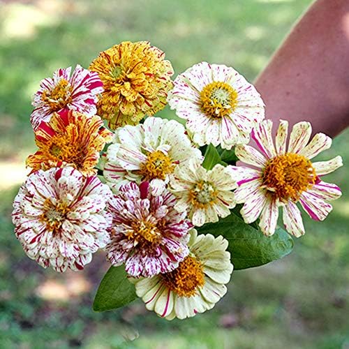 Park Seed Zinnia Flower Planting Seeds, Easy to Grow, Perfect for Spring Garden, Peppermint Stick, Pack of 50