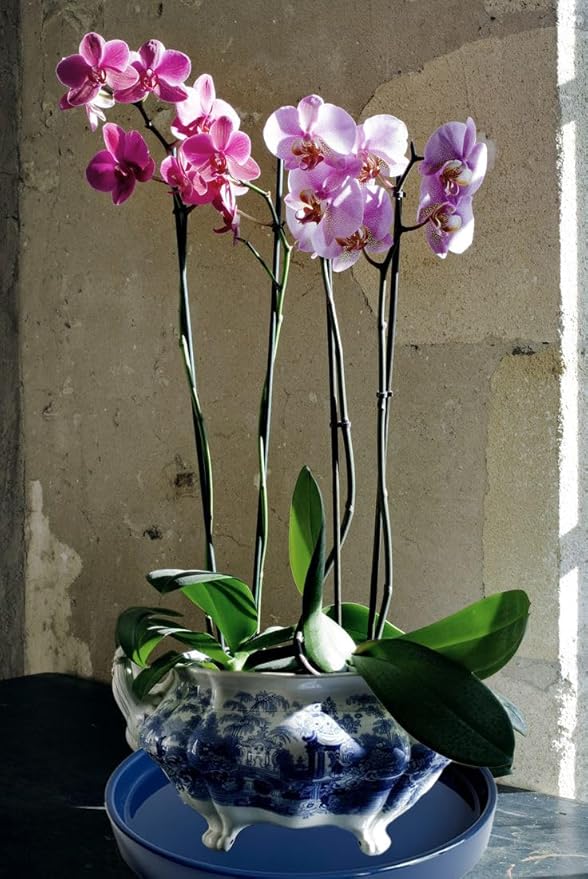 2 Pack Ceramic Plant Saucer Pot Tray 6 Inch, Planter Saucers 4 5 6 7 8 9 10 11 12 13 Inch for Indoors Outdoor, Durable Sturdy Flower Drainage drip Water Tray for Glazed Pots Base (6.4 Inch-Blue)