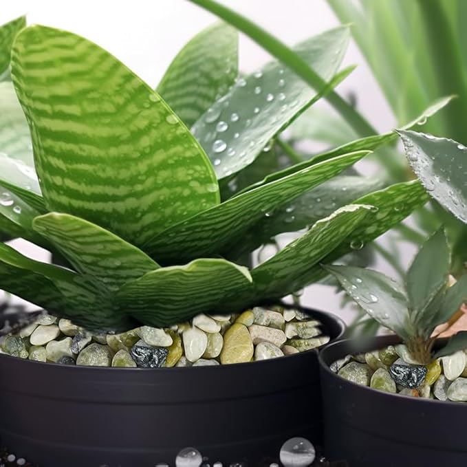 Stonecreek 24 LBS River Rocks (2 x 12 LBS Bags) – Natural Polished Decorative Pebbles, Garden Landscaping Stones for Planters, Vase Fillers, Succulent Pots, Fish Tanks & Terrariums, Jade Medium