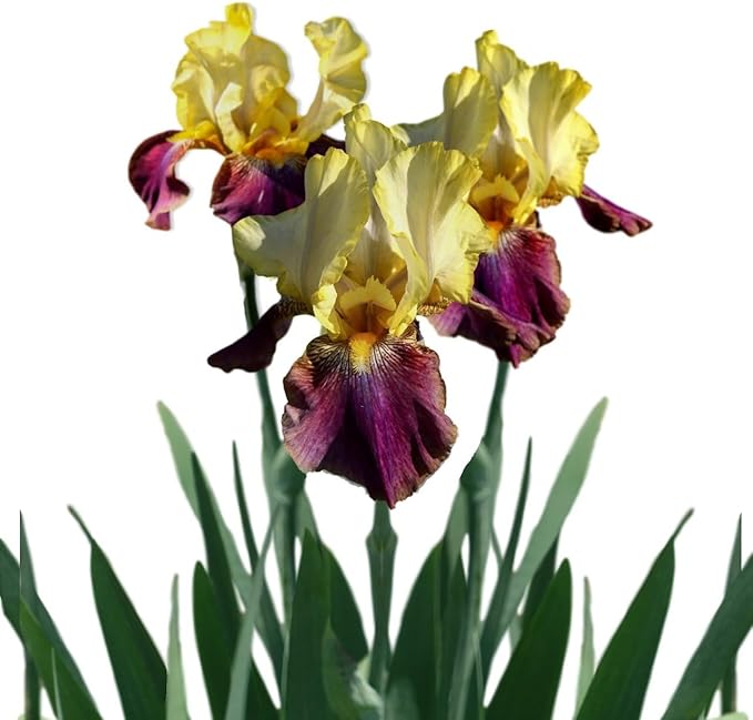 Easy to Grow Bearded Iris Blatant - 9 Plant Bulbs Rhizomes, Purple & Yellow Flowers in Spring to Fall, Full Sun Low Maintenance