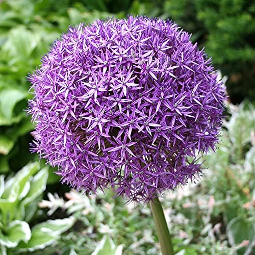 Allium giganteum Flower Bulbs - 3 Bulbs per Pack - Attracts Butterflies and Hummingbirds - Deer Resistant - Good as Cut Flowers