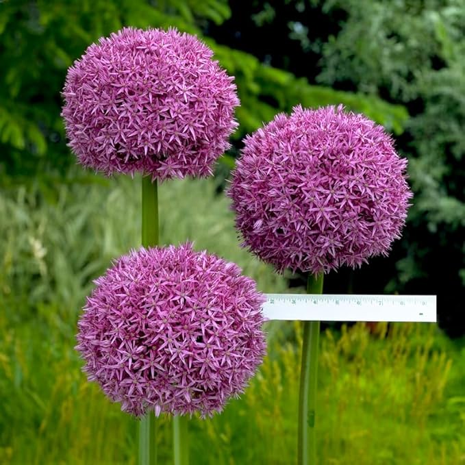 Allium giganteum Flower Bulbs - 3 Bulbs per Pack - Attracts Butterflies and Hummingbirds - Deer Resistant - Good as Cut Flowers