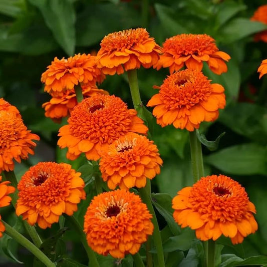 Park Seed Zinnia Flower Planting Seeds, Easy to Grow, Perfect for Spring Garden, Zinderella Orange, Pack of 25