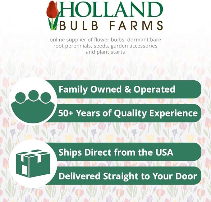 Allium giganteum Flower Bulbs - 3 Bulbs per Pack - Attracts Butterflies and Hummingbirds - Deer Resistant - Good as Cut Flowers