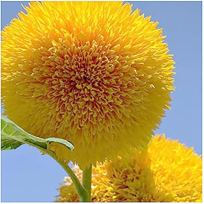 Teddy Bear Sunflower Seeds – 30+ Giant, Fluffy Blooms – Heirloom Flower Seeds for Outdoor Planting – Grows Up to 7’ Tall in Full Sun - Grown in The USA