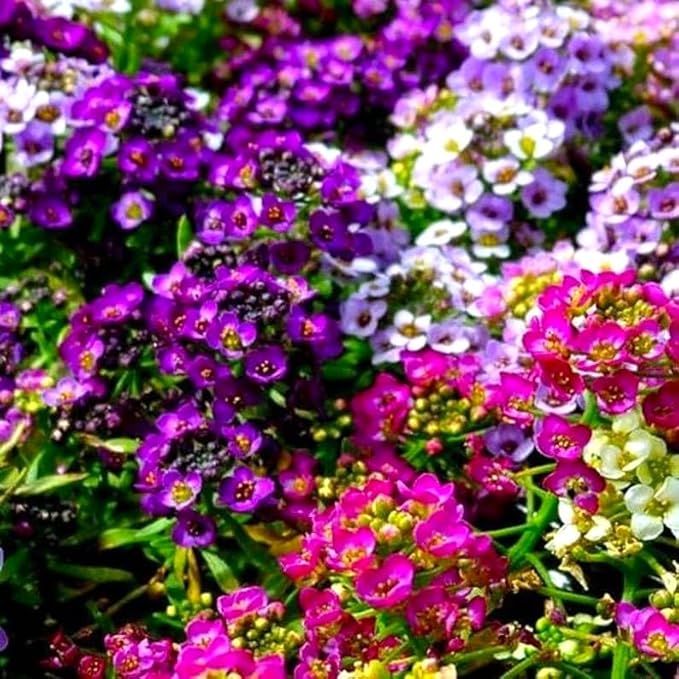 Seeds Sweet Alyssum Seed Mix 800+ Seeds for Planting Carpet Flower Annual Plant Non-GMO Lobularia Maritima
