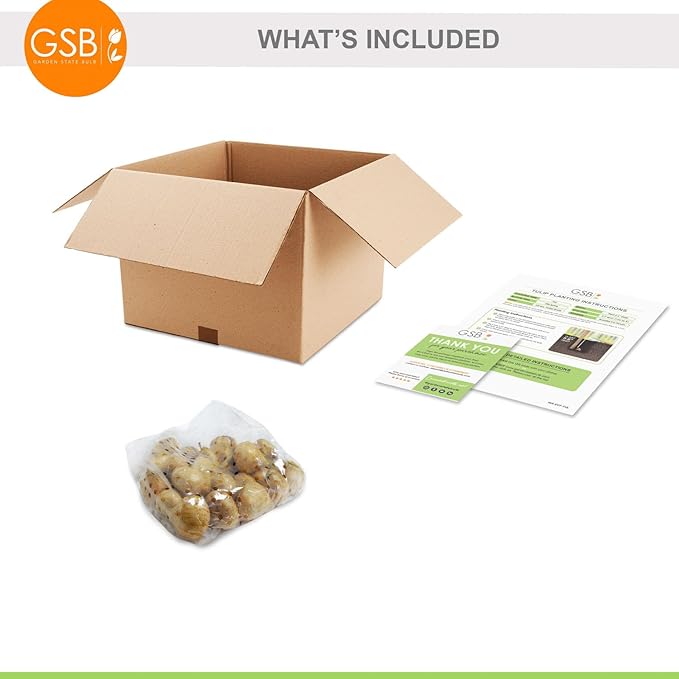 Garden State Bulb Darwin Hybrid Festival Mix Tulip Flower Bulbs, 12/+ cm, Fall Planting (Bag of 25)