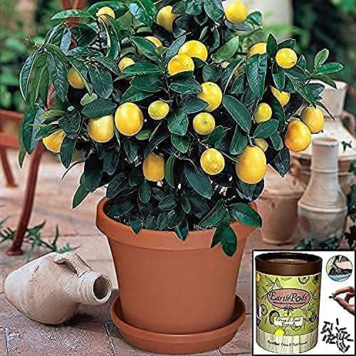 EarthPods® Organic Fruit Tree & Citrus Fertilizer Spikes – 100 Plant Food Capsules - Made in USA