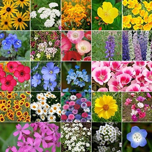 Non GMO Bulk California Wildflower Seed Mix 23 Species of Wildflower Seeds (10 Lbs)