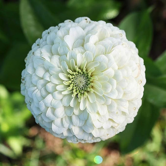 Eden Brothers Zinnia Seeds - Benary Giant White