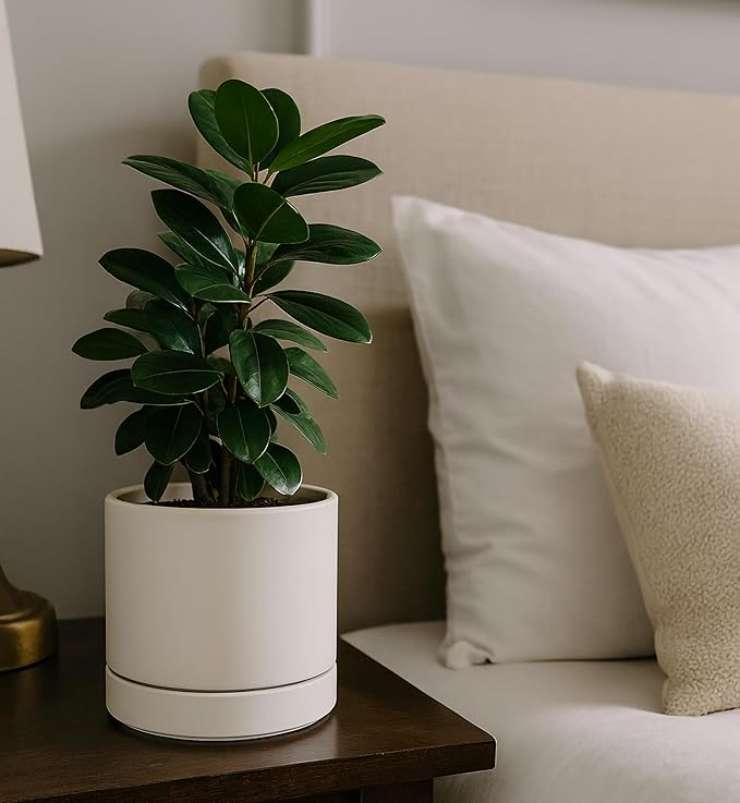 Phoenix Vine 8 Inch Planter Pot with Drainage Hole & Saucer, Deep Water Catch Tray, Straight Cylindrical Round Pot for Plants, Oatmeal, Pack of 2, 23-E-T-2