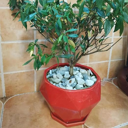 10LB Succulent Jade Pebbles for Landscaping, 1.2-2 Inch Natural Polished Stones, River Rocks for Vase, Flowerpot, Indoor and Garden Decoration