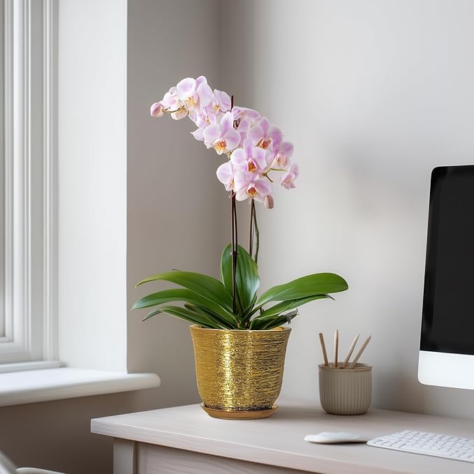 5.6 Inch Plant Pot - Ceramic Planter for Indoor Outdoor, Round Succulent Orchid Pot with Drainage Hole and Plant Saucer, Modern Decorative Planters, Living Room Decor, Gifts for Women, Gold