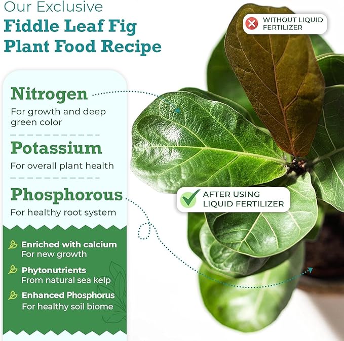 Fiddle Leaf Fig Plant Food – 3‑1‑2 Balanced NPK Liquid Fertilizer for Larger Leaves, Stronger Roots & Steady, Vibrant Growth | Suitable for All Ficus Including Ficus Lyrata | Made in USA | 8 oz