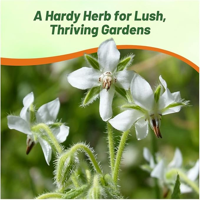 Outsidepride White Borage Seeds for Planting – 2000 Pcs. Annual, Drought-Tolerant Herb Seeds with Star-Shaped Blooms, Attracts Bees for Pollinator Gardens, Summer Teas, Decoration & Culinary Use