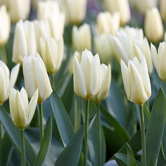Garden State Bulb Fosteriana White Emperor Tulip Flower Bulbs, 12/+ cm, Fall Planting (Bag of 250)
