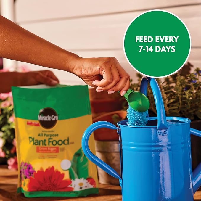 Miracle-Gro Water Soluble All Purpose Plant Food, Feed Flowers, Vegetables, Roses, Shrubs, and Houseplants, 5.5 lb.