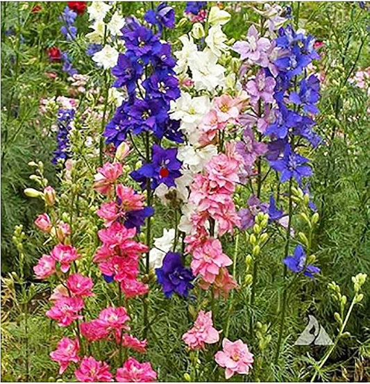 Larkspur Seeds - Rocket Wild Delphinium Mixed Colors - 4' Tall and Used Widely by Floral Designers