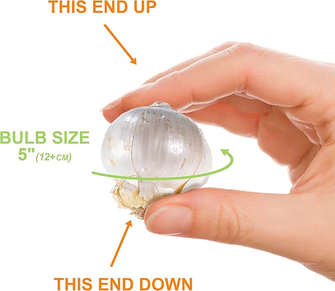 Garden State Bulb Purple Sensation Allium Flower Bulbs, 12/+ cm, Fall Planting (Bag of 100)