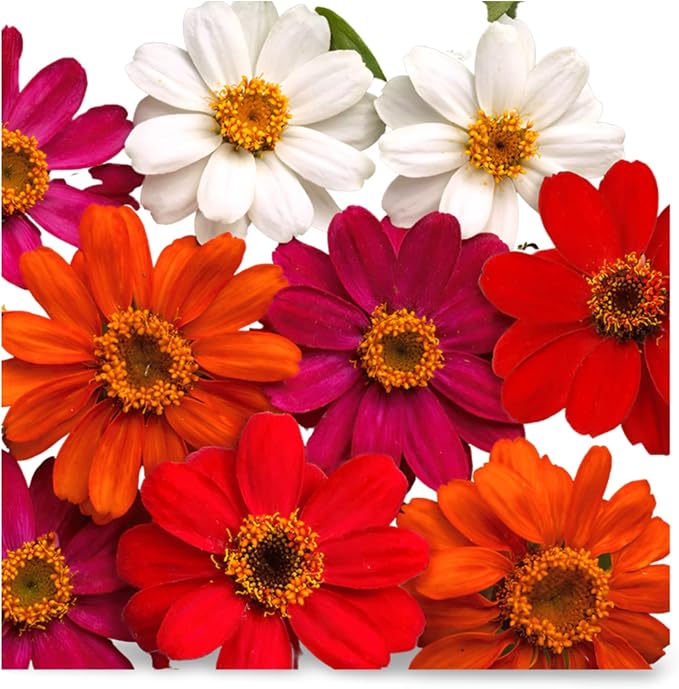 Park Seed Zinnia Flower Planting Seeds, Easy to Grow, Perfect for Spring Garden, Profusion AAS Mix, Pack of 25