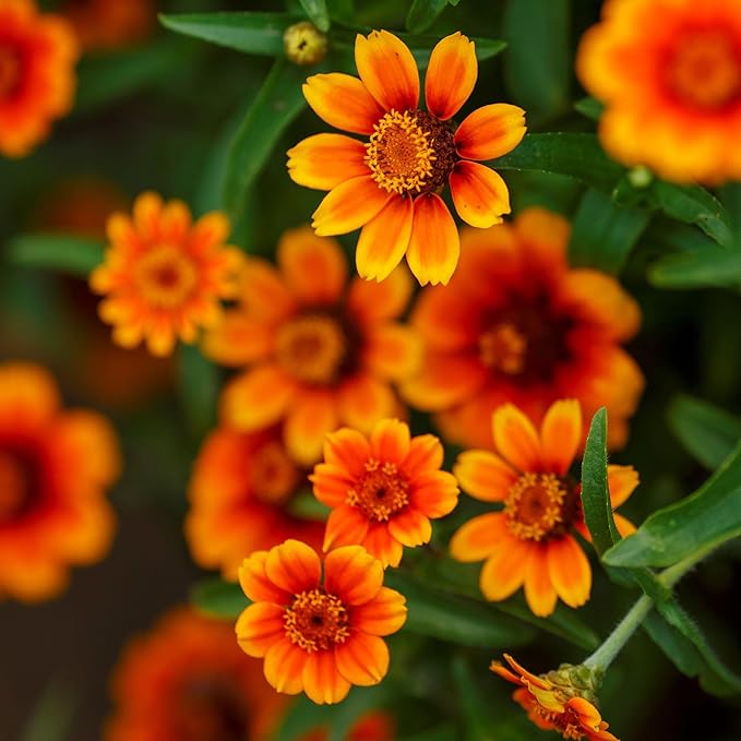 Eden Brothers Zinnia Seeds - Chippendale Daisy, Non-GMO Seeds for Planting, Packet | Low-Maintenance Flower Seeds, Plant During Spring, Zones 3, 4, 5, 6, 7, 8, 9, 10