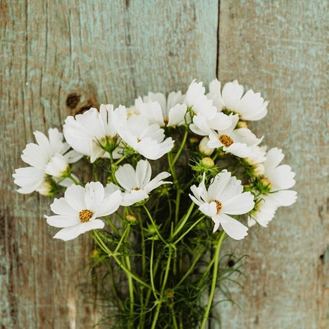 Purity Cosmos - 250 Seeds - Beautiful White Flowers, Attracts Butterflies & Pollinators, Great for Bouquets, Non-GMO Heirloom Cosmos Seeds for Planting in The Home Garden, Thresh Seed Company