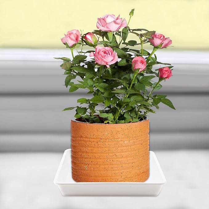 JOIKIT 10 PCS 10 x 10 Inch Square Plant Saucer, Plastic Plant Saucer Drip Tray, Square Flower Pot Tray for Indoors and Outdoor Plant Pots, 1.38 Inch Deep, White