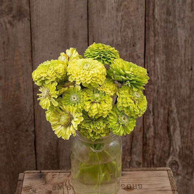 Eden Brothers Zinnia Seeds (Organic) - Queeny Lime