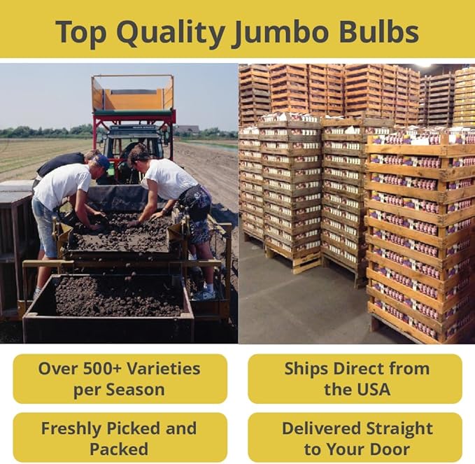 Complete Spring Flower Bulb Garden – Mixed Tulips, Daffodils & Hyacinths – 75 Bulk Bulbs for Colorful Spring Blooms – Easy Fall Planting - Plant in Gardens, Borders & Flowerbeds - Willard & May