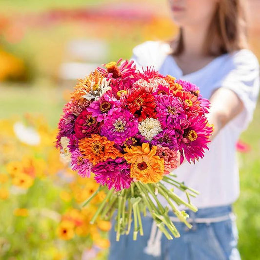 Eden Brothers Zinnia Seeds - Cactus Flowered, Non-GMO Seeds for Planting, 1 lb | Low-Maintenance Flower Seeds, Plant During Spring, Zones 3, 4, 5, 6, 7, 8, 9, 10