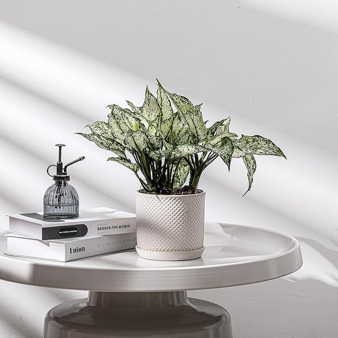 5.8 Inch Plant Pot: Ceramic Planter with Drainage Hole & Saucer for Indoor Outdoor Plants - Flowerpot with Bonded Tray for Home Office - Beaded Embossed Style, Cream White