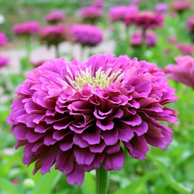 Park Seed Zinnia Flower Planting Seeds, Easy to Grow, Perfect for Spring Garden, Park's Picks Purple, Pack of 50