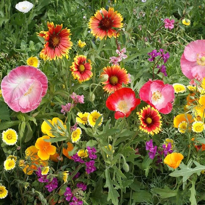 Outsidepride Southwest Wild Flower Seed Mix - 1/4 lb. Heat & Drought Tolerant Premium Blend of Annual & Perennial Wildflower Seeds for Planting on Outdoor Lawns & Gardens from Spring to Fall