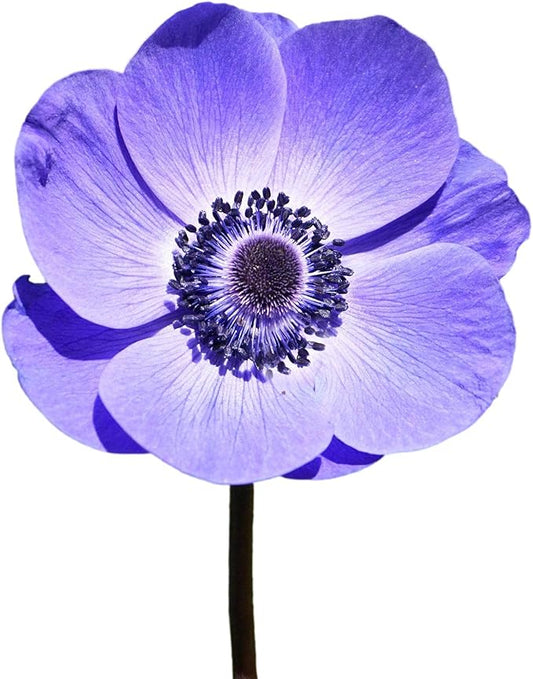 Easy to Grow Anemone Italian Mistral Plus Blu - 10 Plant Bulbs, Blue-Violet Flowers in Spring Gardens Full Sun