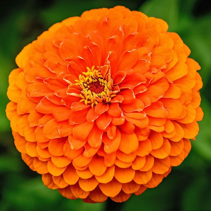 Eden Brothers Zinnia Seeds - Benary Giant Orange