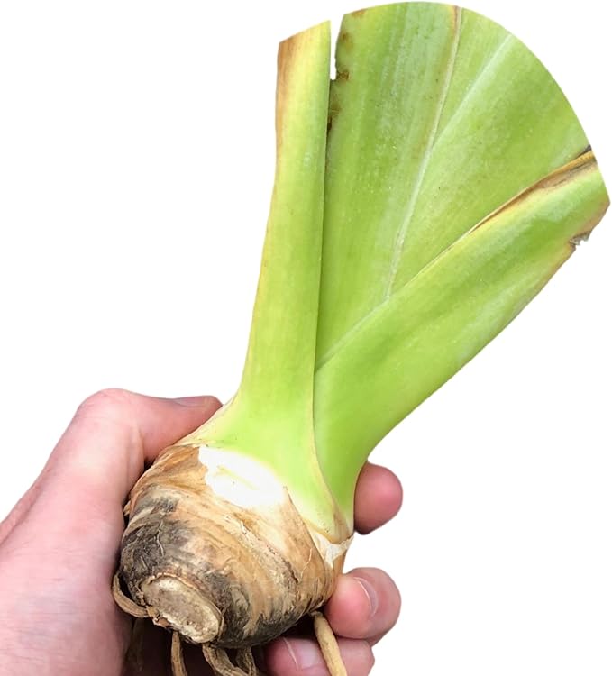 Easy to Grow Bearded Iris Blatant - 9 Plant Bulbs Rhizomes, Purple & Yellow Flowers in Spring to Fall, Full Sun Low Maintenance