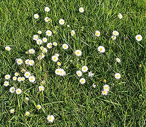 White English Lawn Daisy Mix, Lawns and Borders - 1000 Seeds - Bellis Perennis