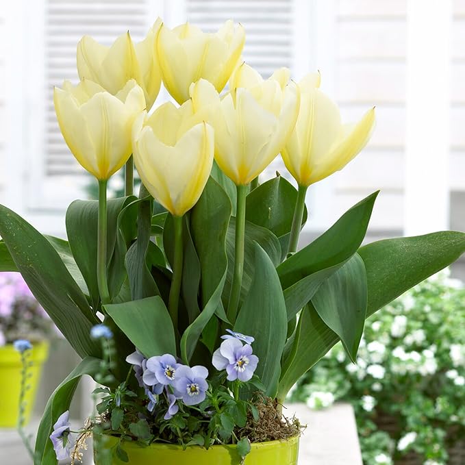 Garden State Bulb Fosteriana White Emperor Tulip Flower Bulbs, 12/+ cm, Fall Planting (Bag of 50)