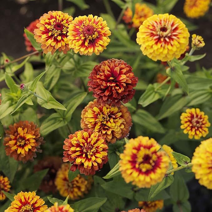 Eden Brothers Zinnia Seeds - Macarenia