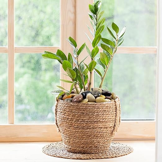 5 lbs Large River Rocks for Plants, 2-3 inch Polished Pebbles for Indoor Plants, Decorative River Stones for Planters Vase Aquarium and Outdoor Garden Landscaping Rocks