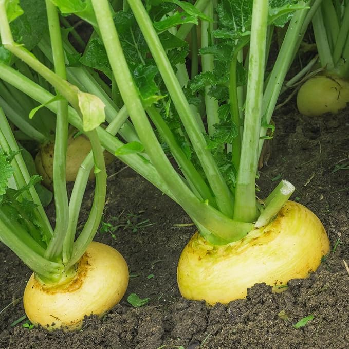 Organic Turnip Seeds (Golden Globe) - Approx 500 Seeds - USDA Organic, Non-GMO, Open Pollinated, Heirloom, USA Origin