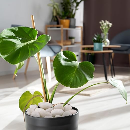 5lbs White Pebbles for Indoor Plants, 1-2Inch Natural River Rocks for Aquarium, High Polished Decorative Stones for Vase Filler Fish Tank Landscaping Garden