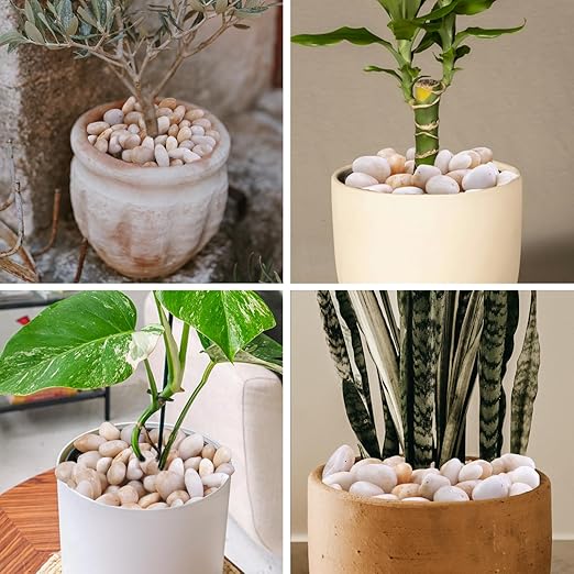 20Ib Cream White River Rock- Decorative Pebbles for Plants - River Rocks for Outdoor Landscaping- 0.3"-0.8" inch High Polished Stones for Aquarium, Terrarium,Vases, Home Decor