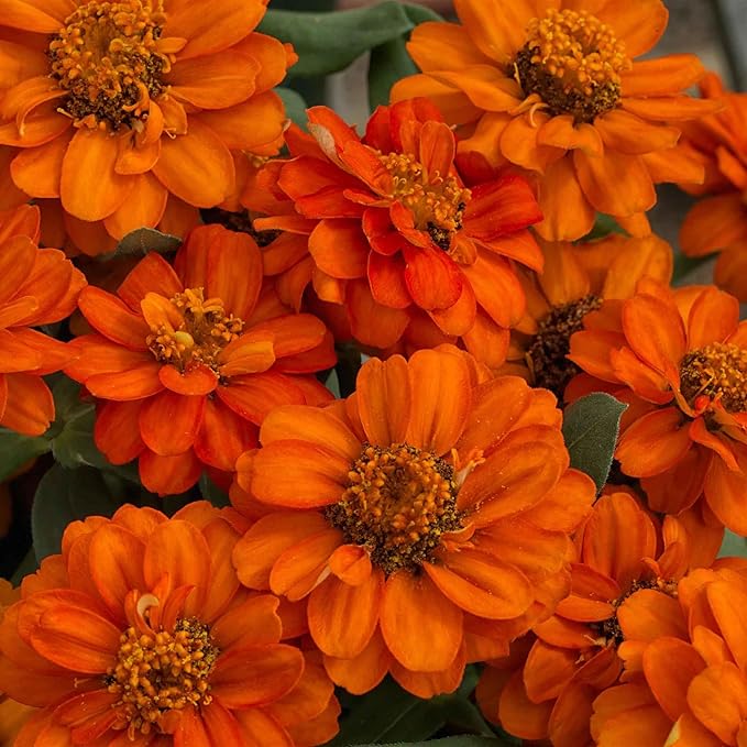 Eden Brothers Zinnia Seeds - Profusion Double Fire